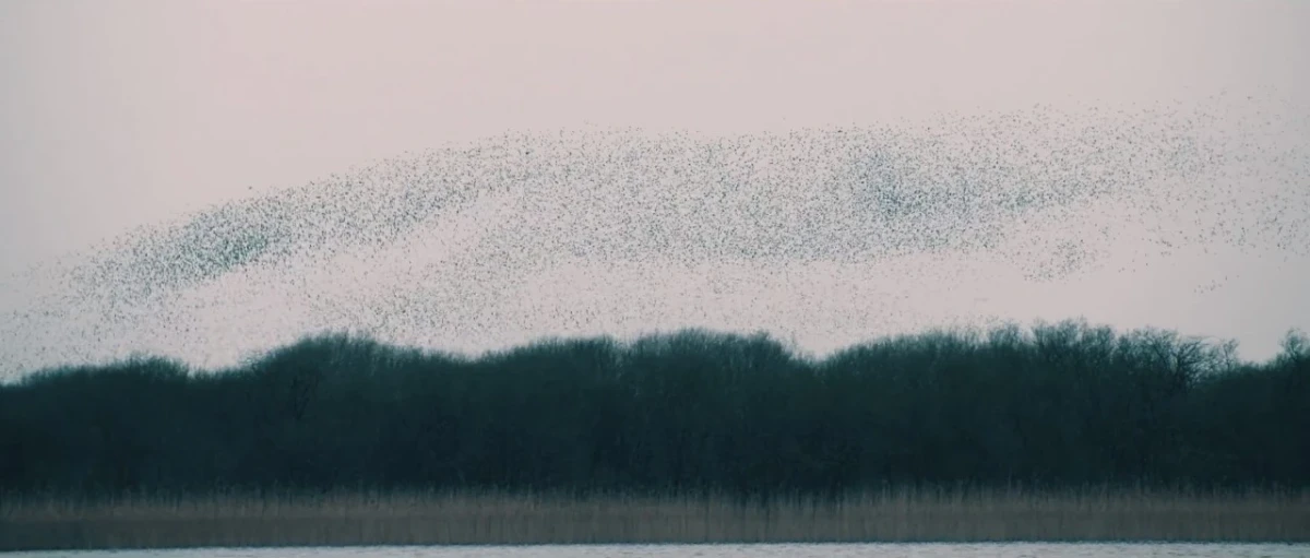 Mist-like swirl of starlings against a pink-grey sky over a line of green-black trees.