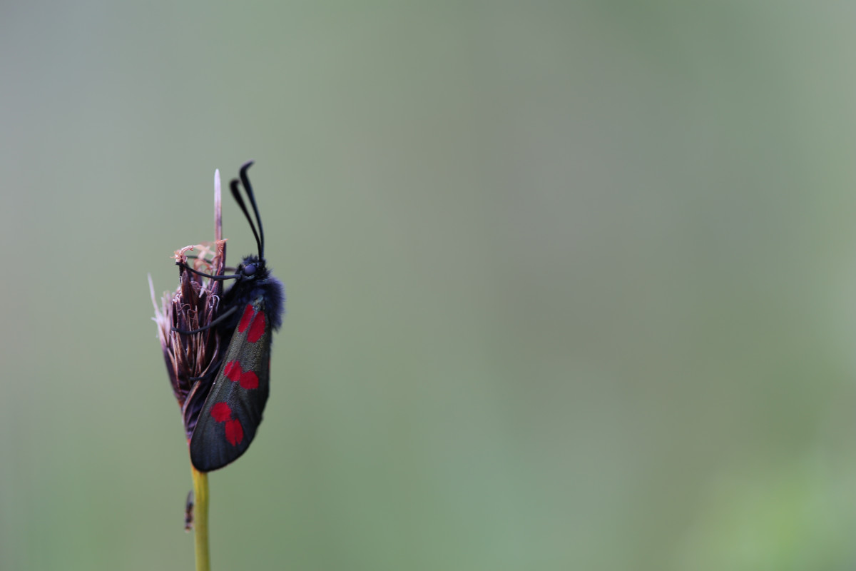 9.-six-spot-burnet-moth-ballymore-co-westmeath.jpg