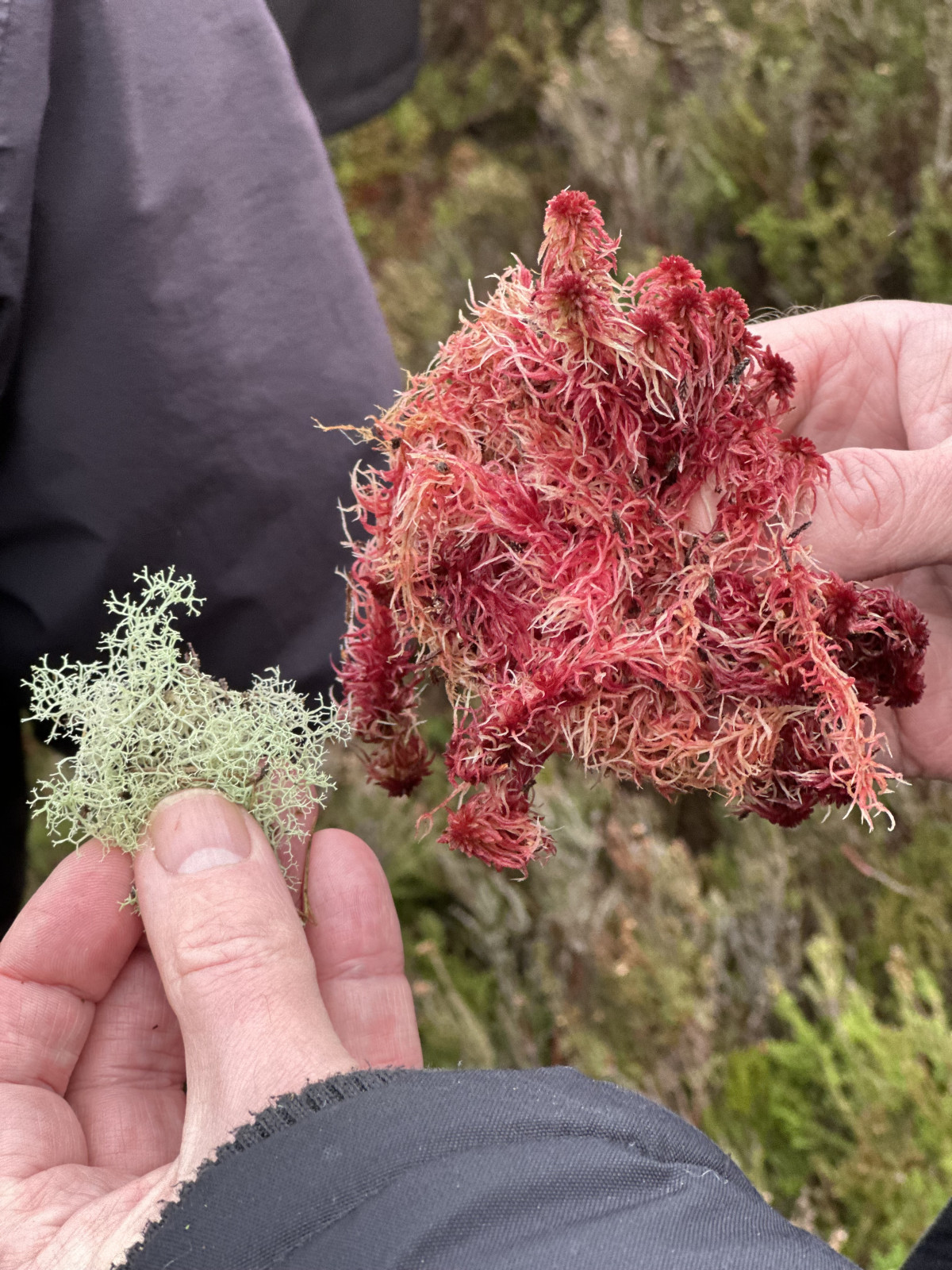 7.-sphagnum-moss-milltownpass-co-westmeath.jpeg