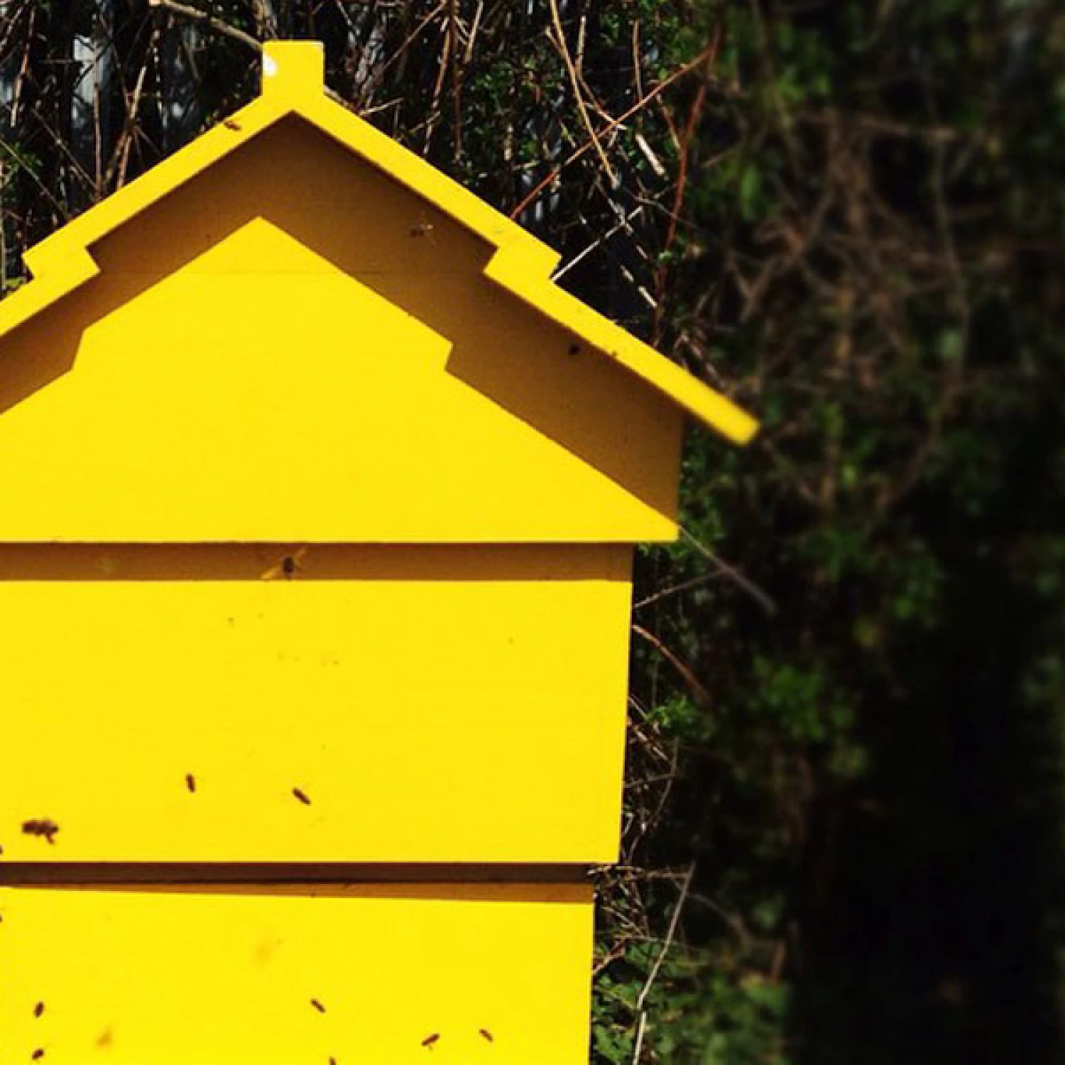 Speaker Profile: Dublin Honey Project