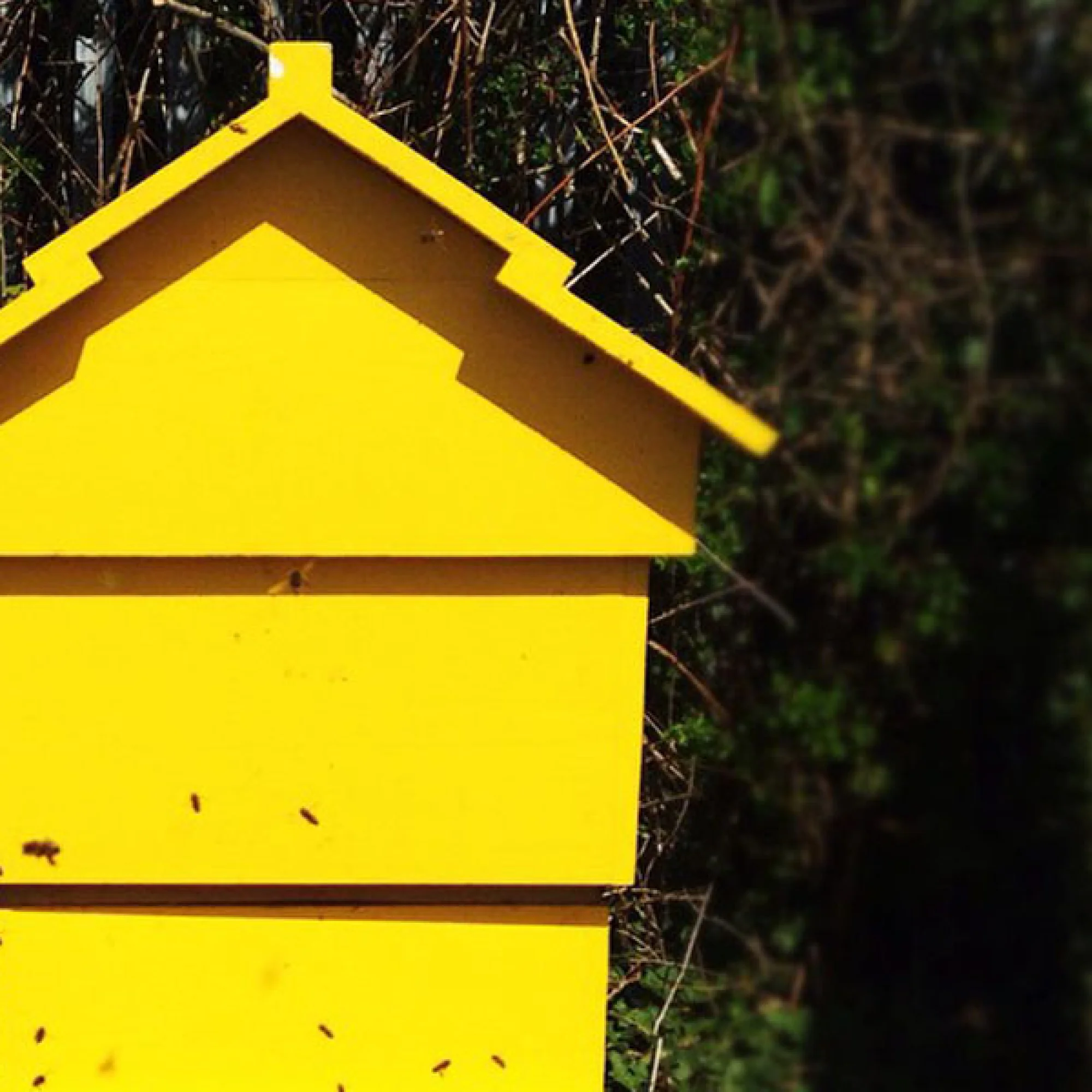 Speaker Profile: Dublin Honey Project